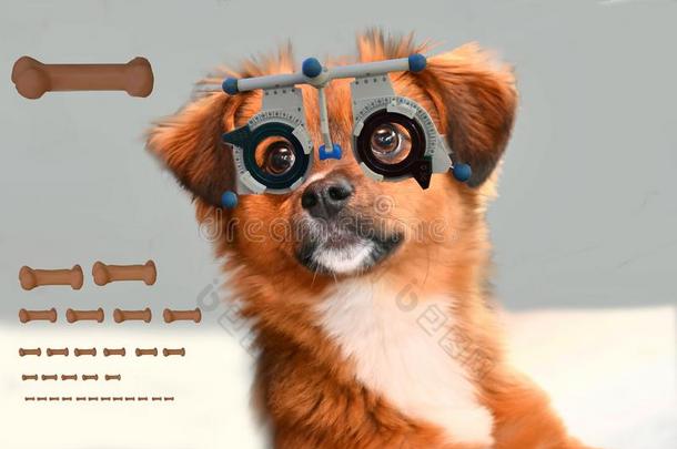 甜的小的猫小狗在指已提到的人眼镜商校核他的视觉
