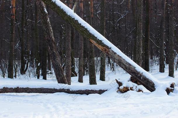 <strong>冬松</strong>树森林和阵亡者树.