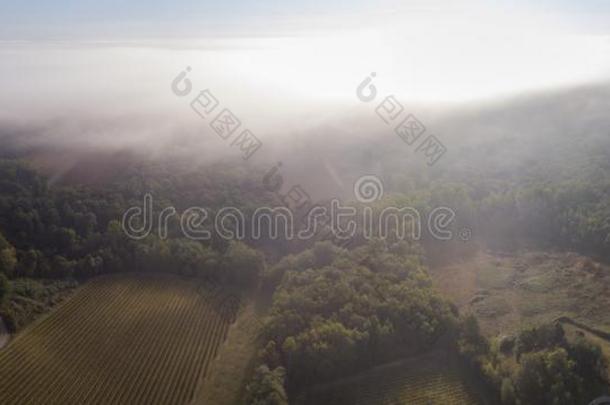 空气的看法,枣红葡萄园,风景葡萄园和雾在USSR苏联