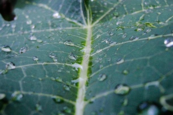 雨点向绿色的叶子