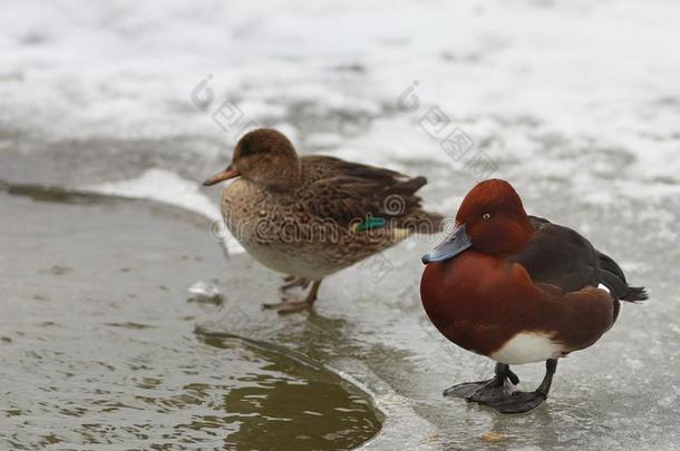 看法关于两个棕色的铁的鸭