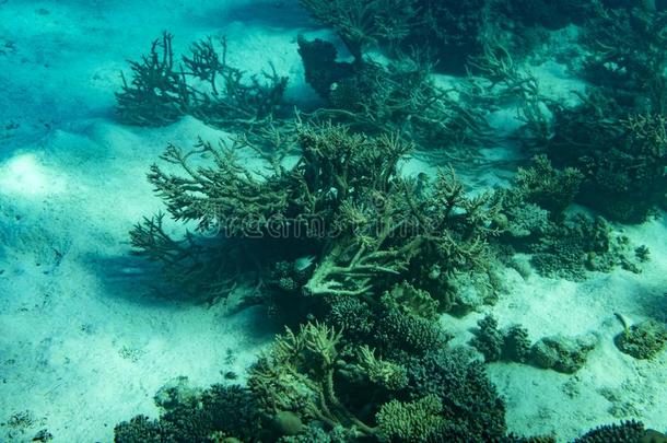 一兴旺的,健康的珊瑚礁大量的采用困难的珊瑚s,软的珊瑚