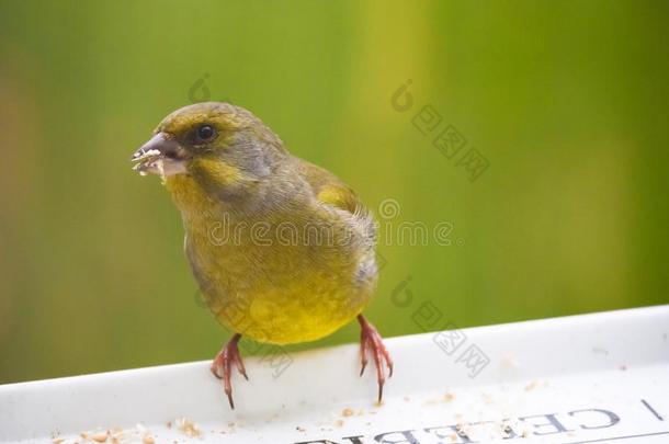 欧洲的绿黄色科鸣鸟克洛丽丝克洛丽丝鸟吃向日葵种子