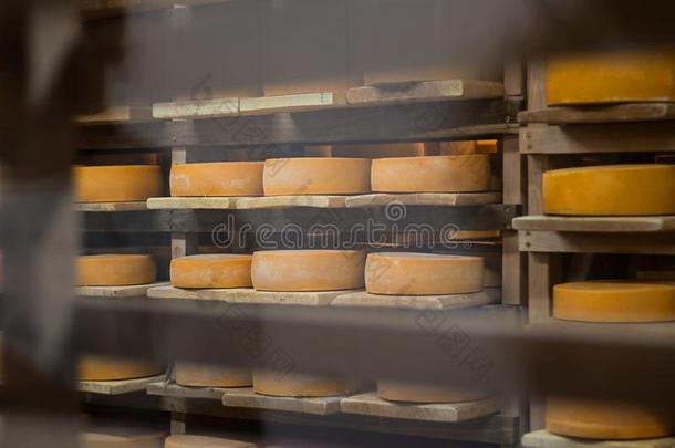 许多圆形的平的大的圆盘关于奶酪为aging的英式拼法向指已提到的人木制的她