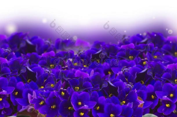 花朵关于紫罗兰,三色紫罗兰和毛茛属植物