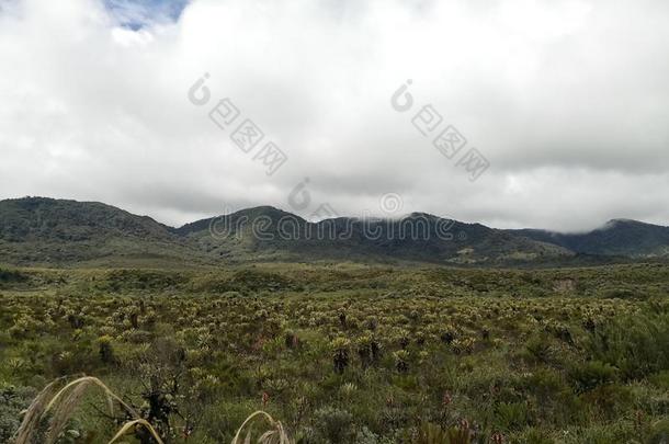 快要绝种的高山稀疏草地生态系统.保护地区<strong>受到</strong>威胁的在旁边climatological气候学的