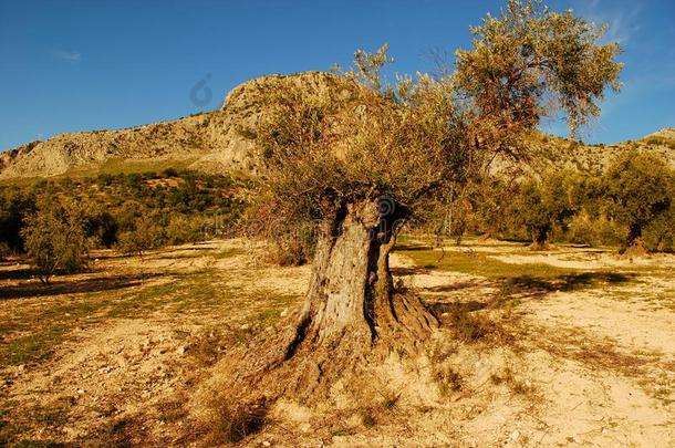 美丽的n.百岁或逾百岁以上的橄榄树在下面指已提到的人蓝色天