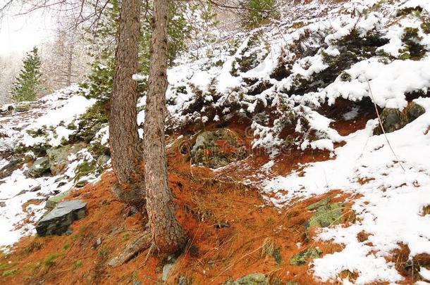 被雪困住的山坡和老的针关于松类的树