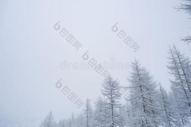 底部看法关于被雪困住的松类的树