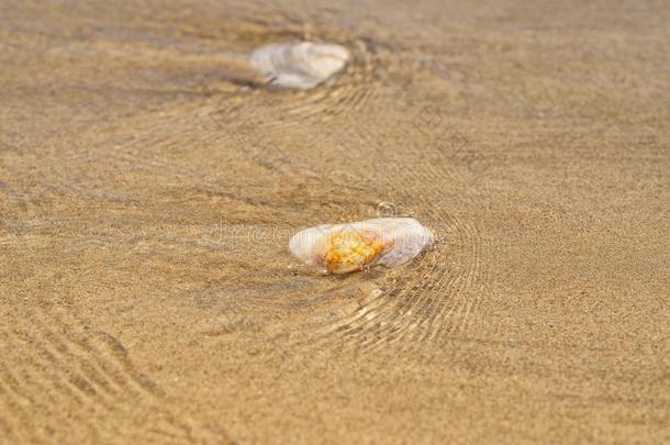 海壳和石头向指已提到的人海黄色的海滩.海壳向指已提到的人