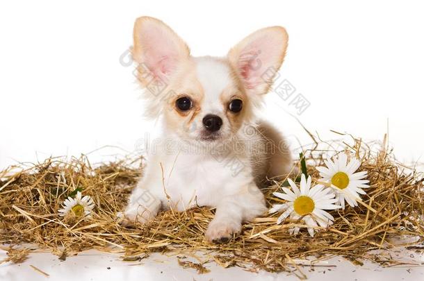 漂亮的小狗关于奇瓦瓦狗狗向干草和采用雏菊