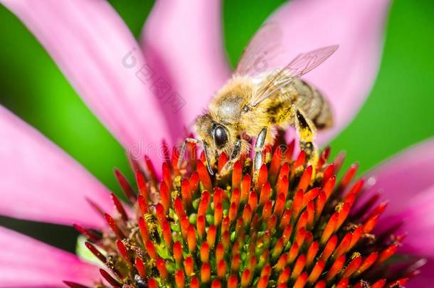 蜜蜂给传授花粉松果菊属植物紫癜/蜜蜂o一yly一t一be一utiful流动