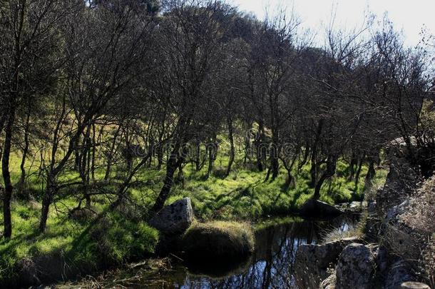 河奥伦西亚,树枝和水好在之间指已提到的人树,在近处
