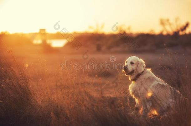 金色的寻猎物犬在指已提到的人海滩在日落