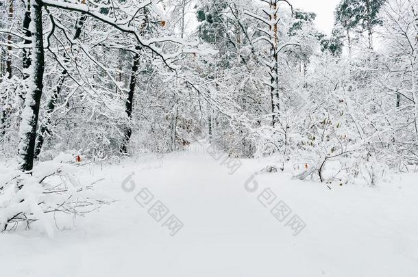美丽的冬风景美丽的下雪的森林森林小路