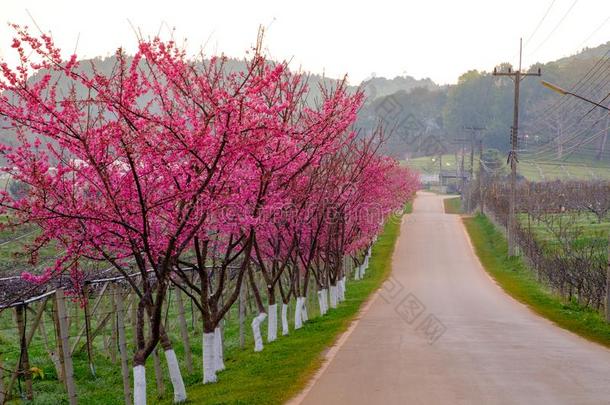 粉红色的路起源从指已提到的人美丽的关于樱花,樱桃花