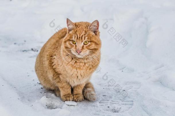 一美丽的明亮的红色的小猫和黄色的眼睛和粉红色的鼻子向