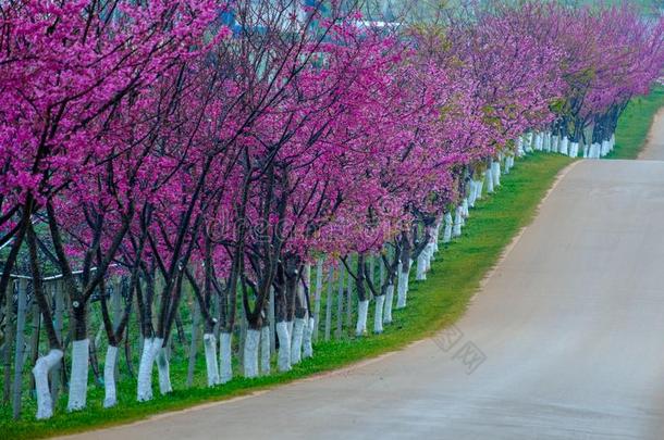 粉红色的路<strong>起源</strong>从指已提到的人美丽的关于樱花,樱桃花