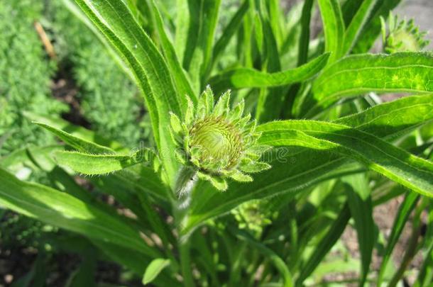 苍白的<strong>紫色</strong>的<strong>黄</strong>雏菊属植物,松果菊属植物帕利达