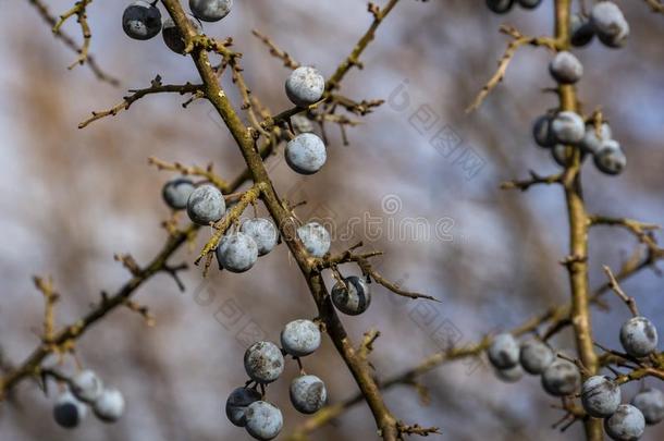 许多蓝色李树的一种蔷薇科树尖刺或黑刺李浆果向指已提到的人老的英语字母表的第2个字母