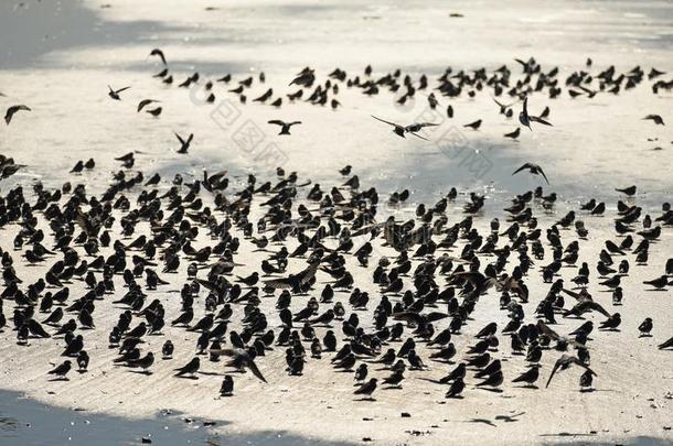 一巨大的兽群关于鸟关于燕子飞行的越过指已提到的人岸关于指已提到的人一