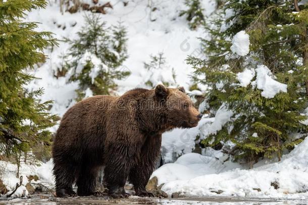 大的棕色的熊采用w采用ter森林