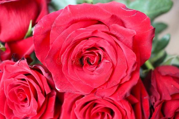 红色的玫瑰,红色的玫瑰花束,红色的玫瑰背景