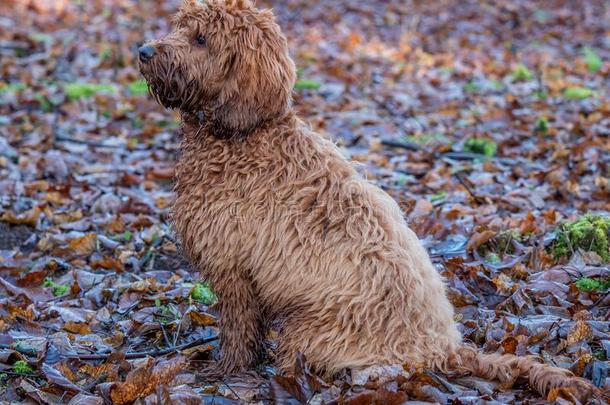 一年幼的cockerspaniel-poodlemix-breeddog一种英国的小猎<strong>犬</strong>-混种<strong>狮子</strong>狗小狗采用指已提到的人森林