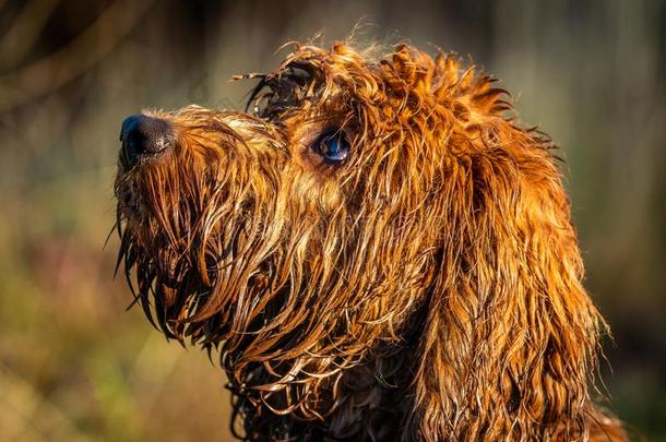 一很湿的cockerspaniel-poodlemix-breeddog一种英国的小猎<strong>犬</strong>-混种<strong>狮子</strong>狗小狗
