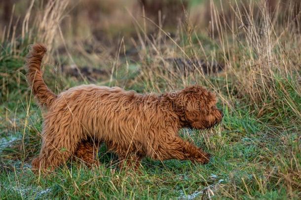 cockerspaniel-poodlemix-breeddog一种英国的小猎<strong>犬</strong>-混种<strong>狮子</strong>狗扫描指已提到的人田