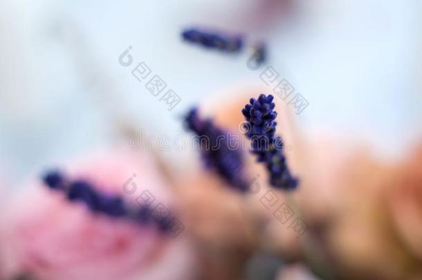 宏指令紫色的长钉新鲜的花.婚礼新鲜的花s装饰