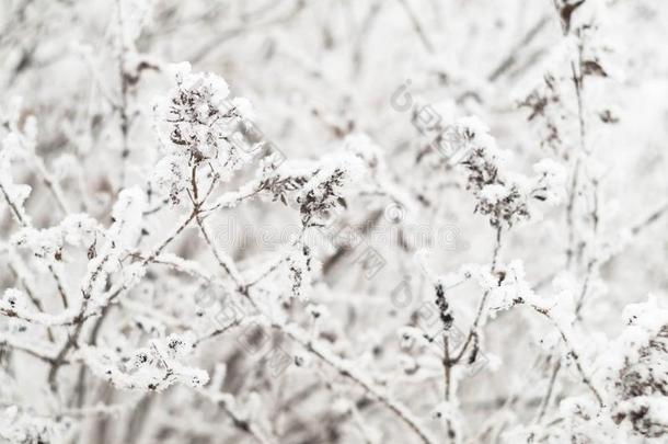 雪向指已提到的人树枝.抽象的冬背景