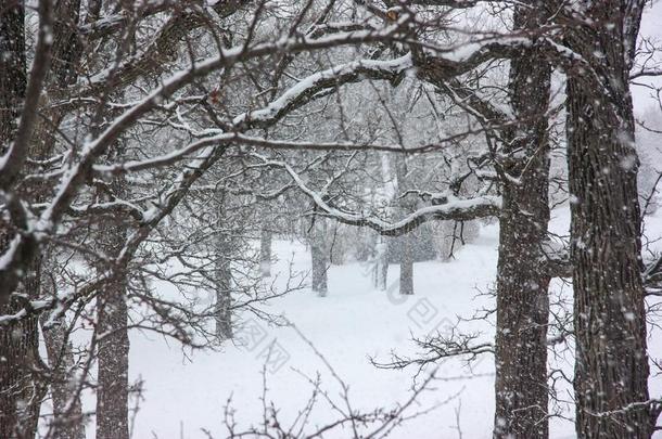 炫目的暴风雪和老的扭曲的树