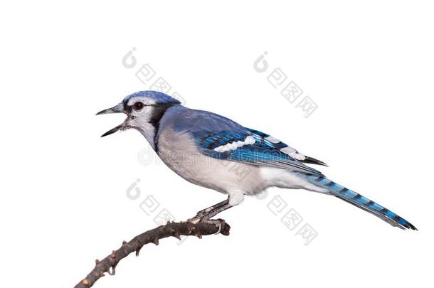北美洲产的一种蓝色鸟和它的嘴敞开的