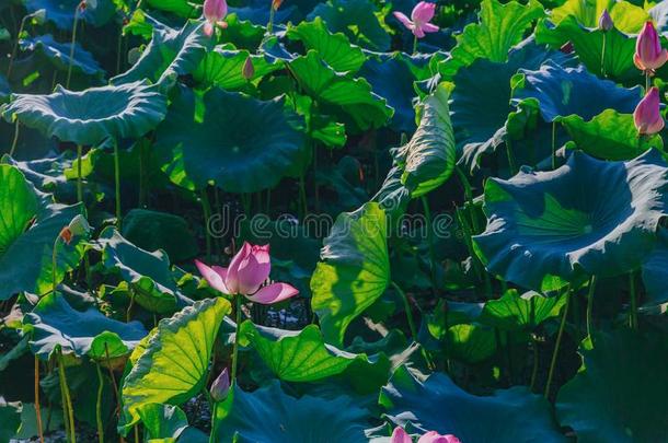 莲花花和树叶采用指已提到的人西湖,在中山公园,int.哈