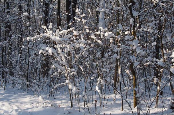 美丽的冬森林