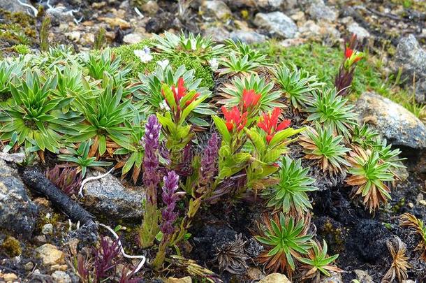 植物向指已提到的人高山<strong>稀疏</strong>草地.安第斯山的高原地区,Nati向al公园elevation仰角卡贾斯,