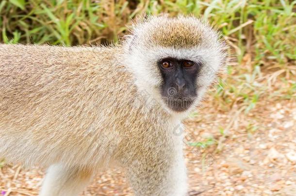 特写镜头关于黑的具有<strong>脸型</strong>的东南非洲产之一种小猴,老的世界猴步行在Chlordiazepoxidum