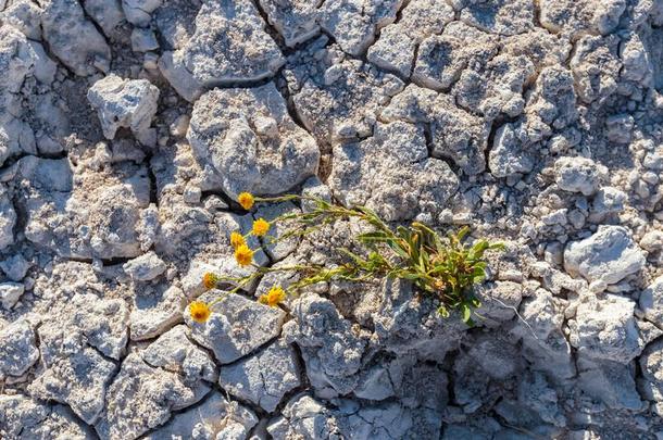 干的干燥的有裂缝的地球和植物奋斗的为生活