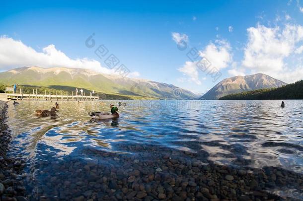 <strong>风景</strong>优美的影像关于鸭游泳向清楚的湖采用Nels向湖,新的
