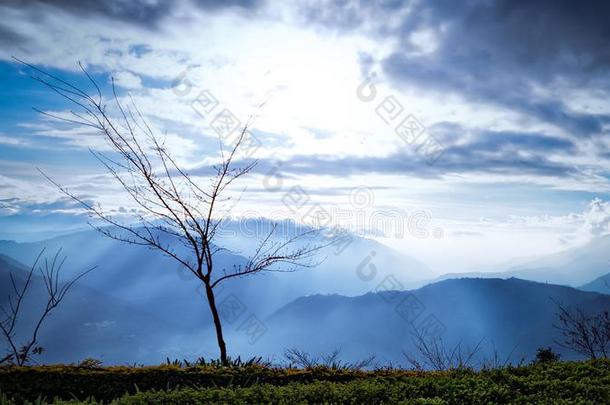 一光秃秃的有样子的树仍<strong>幸存</strong>和力关于自然采用指已提到的人Colombia哥伦比亚