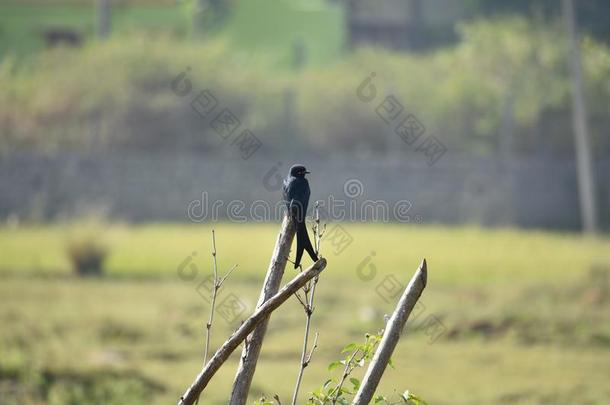 孤单的黑的鸟向茎