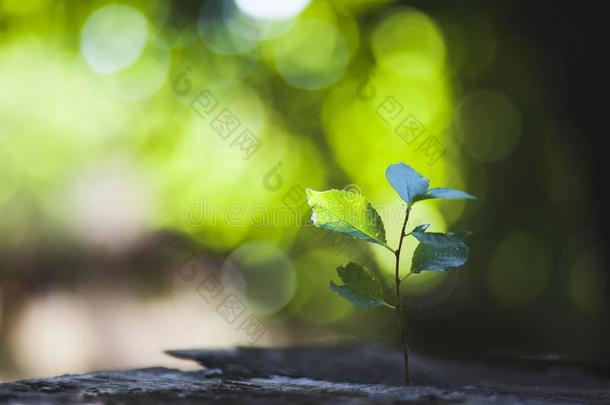 植物向木材