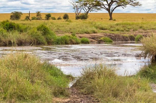 河马,河马潜入水中采用泥泞的水在SerengetiPlainsofTanzania坦桑尼亚的塞伦盖蒂平原N在io
