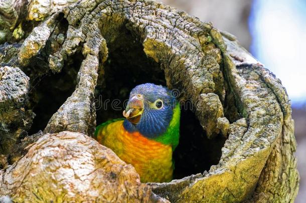 彩虹青绿色小鹦鹉鹦鹉年幼的鸟一次采用<strong>树洞</strong>采用珀斯