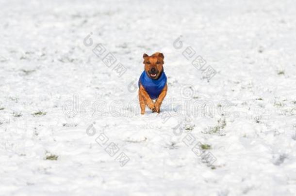 小的<strong>狗</strong>和友好的面容跑步采用指已提到的人雪