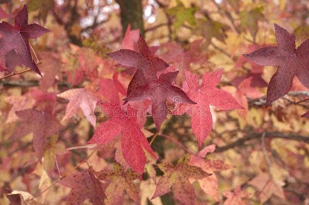 胶皮糖香树斯特拉西夫拉多彩的植物的叶子采用秋