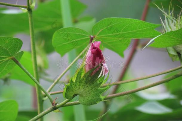 甜的粉红色的棉花植物棉花species种类棉花植物园