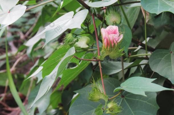 棉花植物和芽是（be的三单形式棉花species种类棉花arboreu