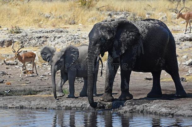 非洲的象非洲象属非洲文献采用指已提到的人依多沙国家公园